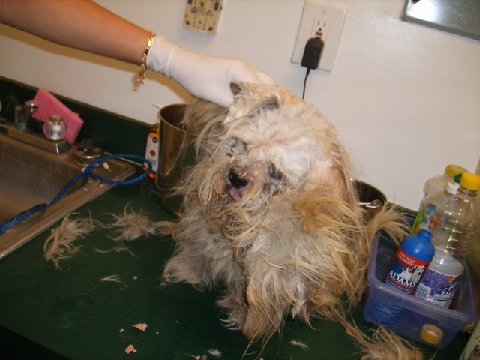 Marley After